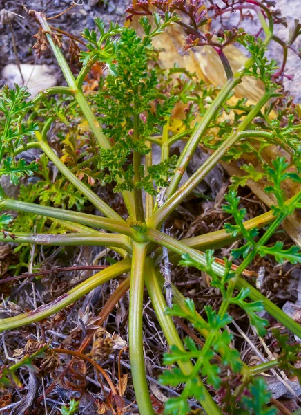 Apioideae Vadon Élő Zamatos Növények Gozo Sziget Partjának Erodált Szikláin — Stock Fotó