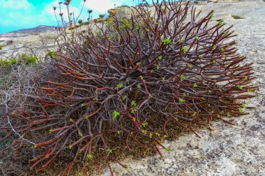 Euphorbia sp., Malta 'daki Gozo adasının erozyonal kayalıklarında sulu saplı zehirli sulu bitki.