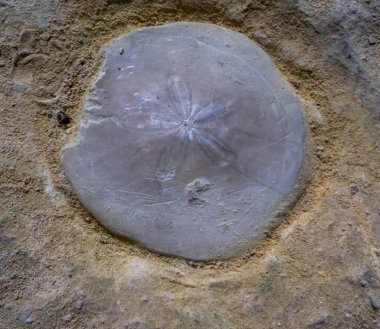 Malta 'nın Gozo adasındaki kayalıklarda bulunan taştaki fosil deniz kestanesi (Scutellidae)