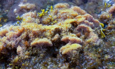 (Corallina elongata), Malta 'nın Gozo adasındaki su sıçratma bölgesinde kayaların üzerindeki kırmızı nasırlı algler.