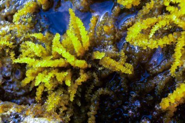 Chondrophycus sp., (CERAMIALES, RHODOPHYTA), Malta 'nın Gozo adasındaki sıçrama bölgesinde kayaların üzerindeki algler.