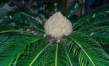 Sago cycad, Japon sago palmiyesi (Cycas revoluta), Malta 'nın Gozo adasında çiçek açan bitki.
