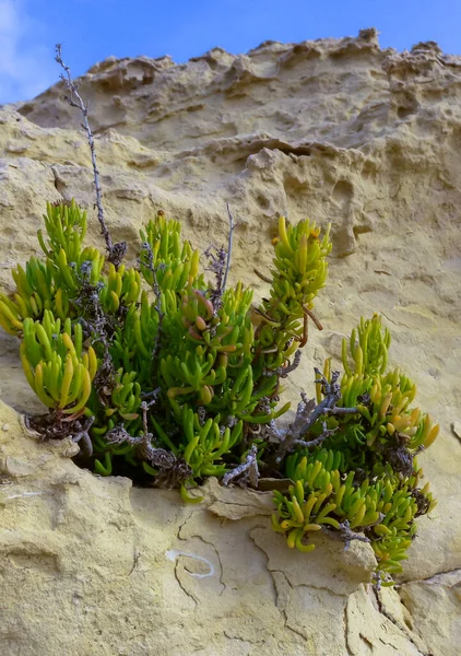ロックサンファイア シーフェンネル クリスナムマルティナム マルタゴゾ島の海岸の浸食された岩の上の野生植物 — ストック写真