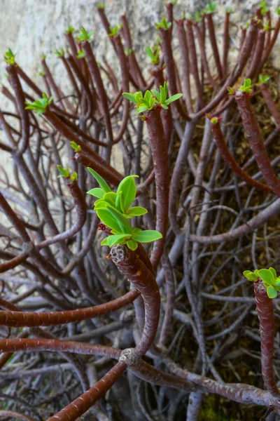 stock image Euphorbia sp., poisonous succulent plant with succulent stem on erosional coastal cliffs of Gozo island, Malta