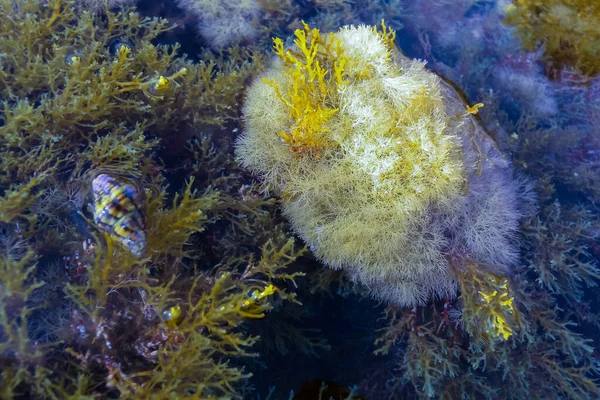 Corallina Elongata Vörös Mésztartalmú Algák Sziklákon Fröccsenő Zónában Gozo Szigetén — Stock Fotó