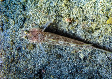 Bucchich 'in goby' si (Gobius bucchichi), Kırım, Tarkhankut, Karadeniz 'den nadir görülen bir goby türü.