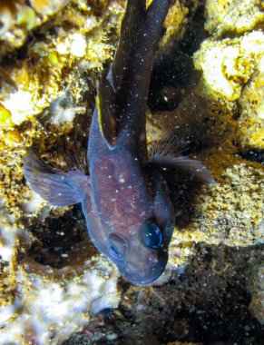 Kaya gorili (Gobius paganellus), Kırım 'ın batısındaki Tarkhankut yarımadasındaki sualtı mağarasında yuva yakınında bulunan siyah bir erkek.