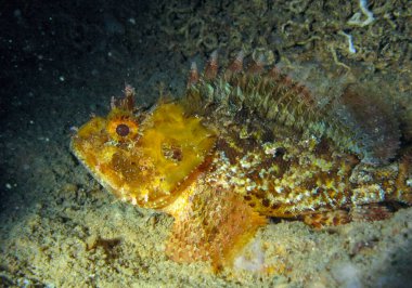 Avrupa kara akrep balığı (Scorpaena porcus), geceleri Karadeniz, Kırım 'daki bir sualtı mağarasında dinlenen balık.