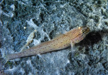 Bucchich 'in goby' si (Gobius bucchichi), Kırım, Tarkhankut, Karadeniz 'den nadir görülen bir goby türü.