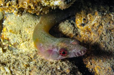 Connemarra yapışkan balığı (Lepadogaster candolii), bir sualtı mağarası, Karadeniz, Kırım 'ın duvarında geceleri küçük, gizli bir balık.