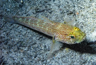 Sarı başlı goby (Gobius xanthocephalus), Kırım, Tarkhankut, Karadeniz 'den nadir görülen bir goby türü.