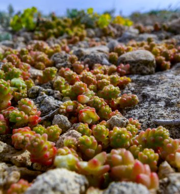 Goldmoss Stonecrop, Yossy Stonecrop, (Sedum dönümü, Sedum urvillei) Kırım kıyısındaki bir taşta yetişir.