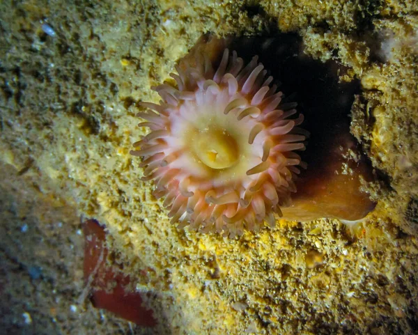 Beadlet anemone (Actinia equina), sea anemone at night on the wall of an underwater cave, Black Sea, Crimea