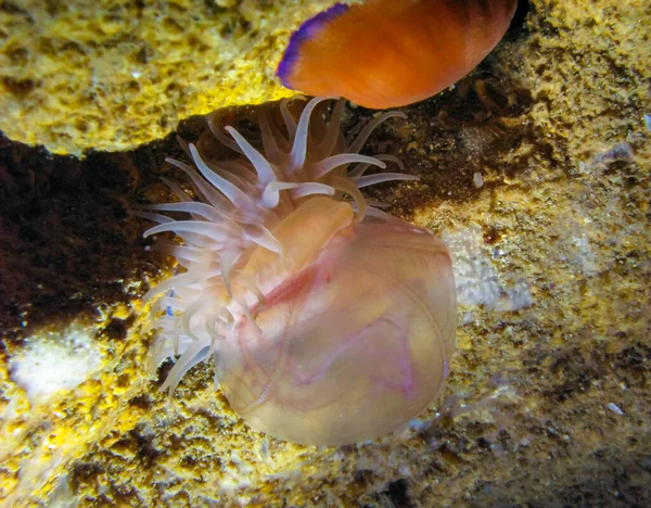 Beadlet anemone (Actinia equina), sea anemone caught and eats jellyfish Aurelia aurita, Black Sea, Crimea