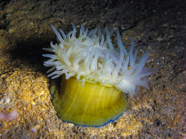 Beadlet Anemone Actinia Equina Sea Anemone Night Wall Underwater Cave — Stock Photo, Image
