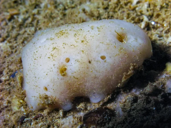 (Geodia stellosa), white sea sponge in an underwater cave on an underwater rock in western Crimea, Tarkhankut