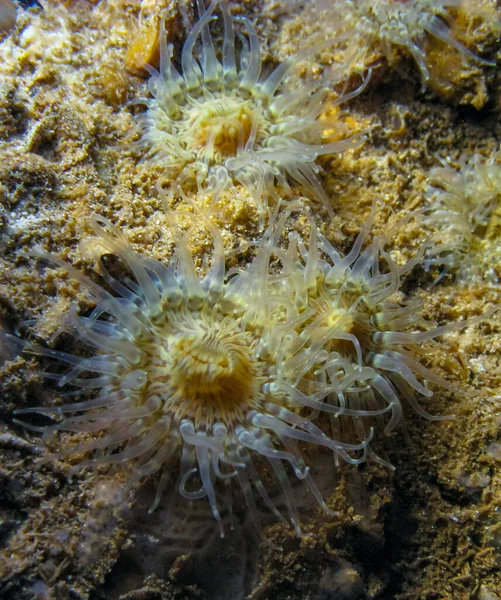 Anemone Sagartia Elegans Sea Anemone Night Wall Underwater Cave Black — Stock Photo, Image