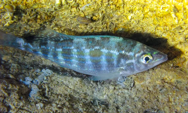 Pickarel Spicara Flexuosa Fish Pihen Éjszaka Alján Egy Víz Alatti — Stock Fotó