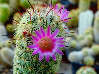 Yakın plan, Mamillaria cinsinden çiçek açan kaktüs bitkisi.