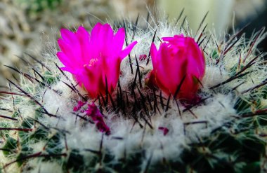 Yakın plan, Mamillaria cinsinden çiçek açan kaktüs bitkisi.