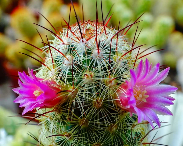 Nahaufnahme Blühende Kaktuspflanze Der Gattung Mamillaria — Stockfoto