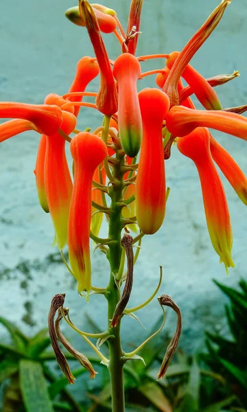 Zbliżenie Kwiatostan Soczystych Roślin Kalanchoe Tubiflora — Zdjęcie stockowe