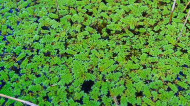 Yüzen eğreltiotu, yüzen yosun, su kelebeği kanatları (Salvinia natans), Yalpug, Ukrayna