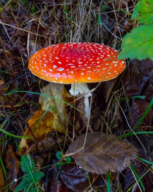 (Amanita muscaria), Ukrayna 'nın İvano-Frankivsk bölgesi yakınlarındaki ormanda kırmızı başlıklı zehirli orman mantarı.