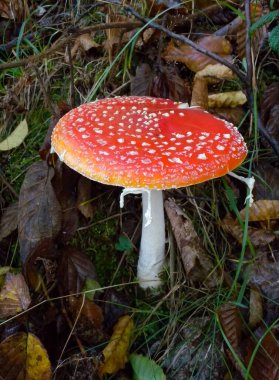 (Amanita muscaria), Ukrayna 'nın İvano-Frankivsk bölgesi yakınlarındaki ormanda kırmızı başlıklı zehirli orman mantarı.