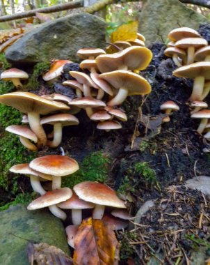 (İki heceli sözcük. ), Ukrayna 'nın İvano-Frankivsk bölgesi yakınlarındaki Yaremche kentindeki ormanda bir grup zehirli mantar