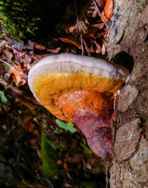 (Fomitopsis pinicola), Ukrayna 'nın İvano-Frankivsk bölgesi yakınlarındaki bir ormanda çürük bir ağaç gövdesi üzerinde yenilemez mantar.