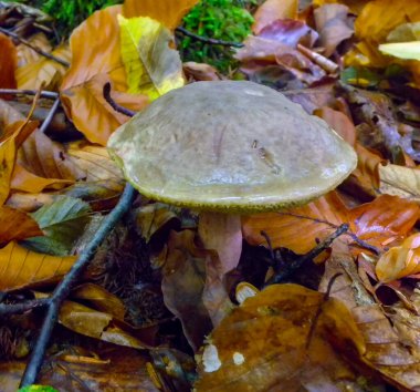 Yellow-cracked bolete (Xerocomus subtomentosus), Mushroom tubular with a light brown cap in the forest in Ivano-Frankivsk region, Ukraine