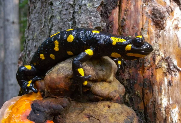 The fire salamander (Salamandra salamandra) in the forest near the city of Yaremche, Ivano-Frankivsk region, Ukraine