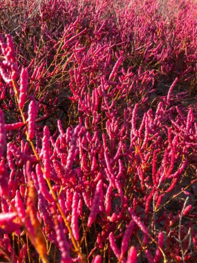 Ukrayna 'nın Kuyalnk haliçlerinin kıyısında sonbaharda kırmızı pigmentli sulu bitki (Salicornia europaea).