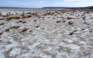 Çiçekli suyu olan tuzlu Kuyalnik haliçleri, suda Artemia salina ve Dunaliella salina. Ukrayna 'da kuruyan bir gölün dibinde kendi kendine yerleşen tuzlu sodyum klorür.
