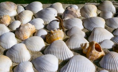 A lizard with an amputated tail sits on a Rapana venosa and Anadara kagoshimensis shell on the Black Sea coast