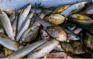Çiçekli suyu olan tuzlu Kuyalnik haliçleri, suda Artemia salina ve Dunaliella salina. Ukrayna 'da kuruyan bir gölün dibinde kendi kendine yerleşen tuzlu sodyum klorür.