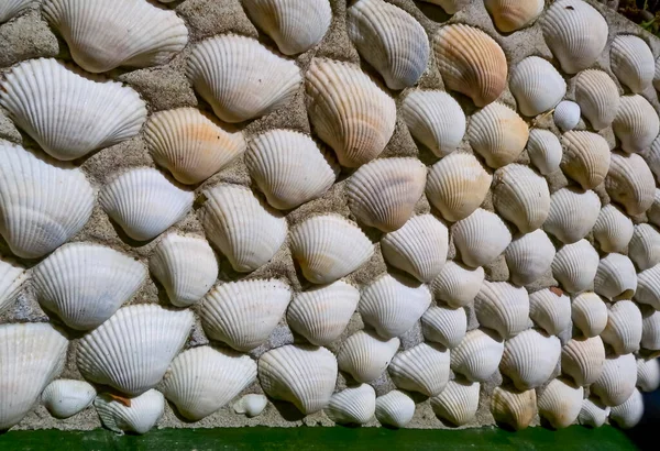 Belső Fal Berakás Kéthéjú Kagylókkal Anadara Kagoshimensis Fekete Tengerből — Stock Fotó