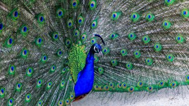 Hint mavisi Peacock (Pavo kristali), açık kuyruk tüylü erkek.