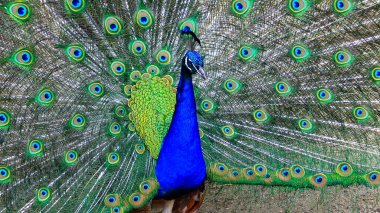Hint mavisi Peacock (Pavo kristali), açık kuyruk tüylü erkek.