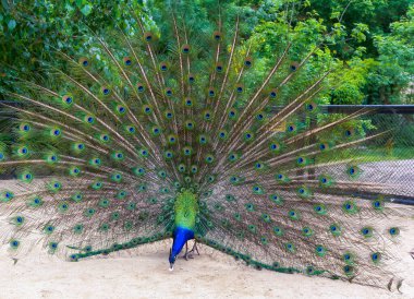 Hintli mavi turuncu baykuş (Pavo cristatus), çiftleşme mevsiminde açık kuyruklu yetişkin erkek, Askania-Nova, Ukrain