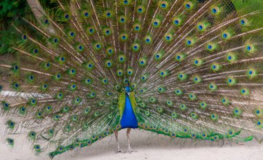 Hint mavisi Peacock (Pavo kristali), çiftleşme mevsiminde yayılmış kuyruklu erkek, Askania-Nova, Ukrayna