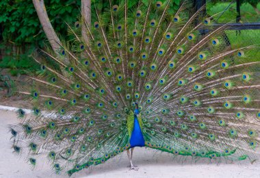 Hint mavisi Peacock (Pavo kristali), çiftleşme mevsiminde yayılmış kuyruklu erkek, Askania-Nova, Ukrayna
