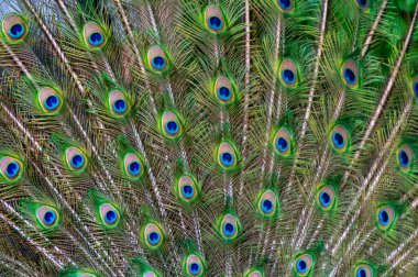 Tüylerin yakın çekimi, erkek Hint mavisi Peacock (Pavo kristali), Askania-Nova, Ukrayna