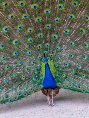 Hint mavisi Peacock (Pavo kristali), çiftleşme mevsiminde yayılmış kuyruklu erkek, Askania-Nova, Ukrayna