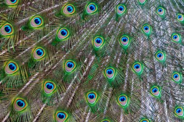 Tüylerin yakın çekimi, erkek Hint mavisi Peacock (Pavo kristali), Askania-Nova, Ukrayna