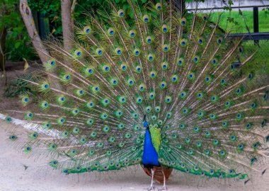 Hint mavisi Peafowl (Pavo kristali), çiftleşme mevsiminde açık kuyruklu yetişkin erkek, Askania-Nova, Ukrayna