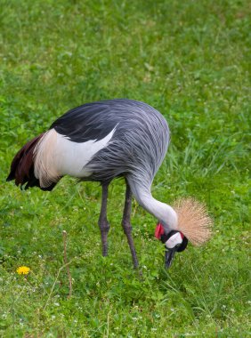 Siyah taçlı turna (Balearica pavonina), yeşil çimen üzerinde büyük bir kuş.