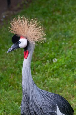 Yakın plan, siyah taçlı vinç (Balearica pavonina), yeşil çimenli büyük kuş