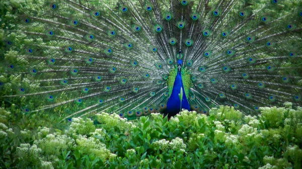 Ινδικό Μπλε Κουκουβάγια Peacock Pavo Cristatus Αρσενικό Ανοιχτή Φωτεινή Ουρά — Φωτογραφία Αρχείου